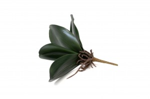 phalaenopsis-leaves-pick-41.