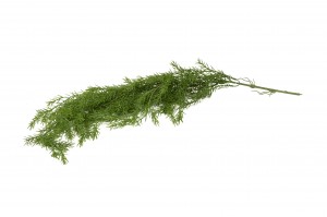 artificial-hanging-asparagus-41.