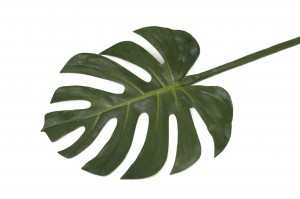 artificial-monstera-leaf-41