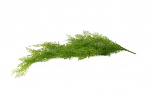 artificial-mini-hanging-asparagus-41.