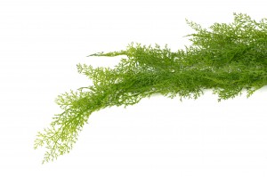 artificial-mini-hanging-asparagus-41