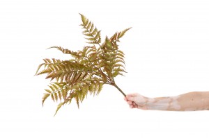 artificial-fern-pick-41.