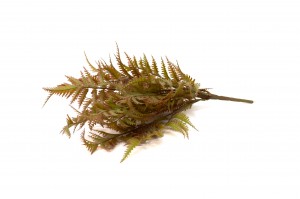 artificial-fern-pick-41.