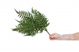 artificial-fern-pick-41.