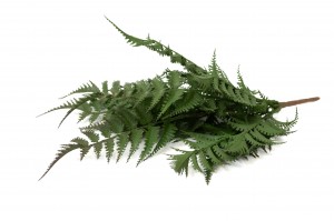 artificial-fern-pick-41