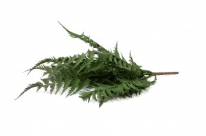 artificial-fern-pick-41.