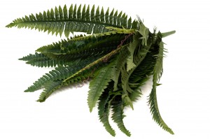 artificial-fern-pick-42