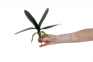 phalaenopsis-leaves-pick-42.
