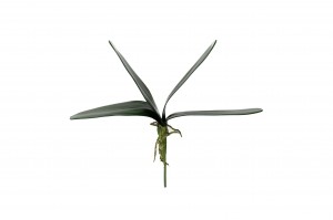 phalaenopsis-leaves-pick-42.