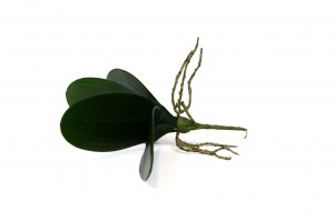 phalaenopsis-leaves-pick-42.