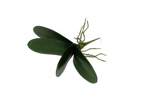phalaenopsis-leaves-pick-42