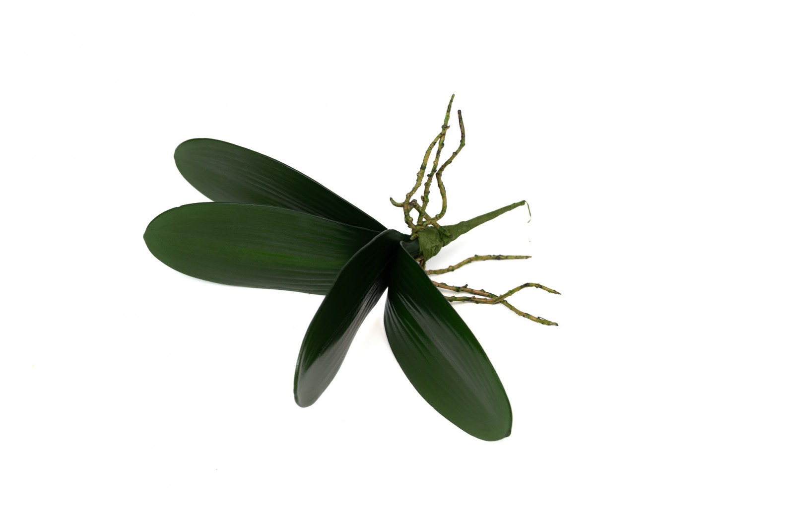 Phalaenopsis Leaves Pick (42) phalaenopsis-leaves-pick-42