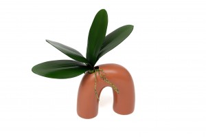 phalaenopsis-leaves-pick-42.