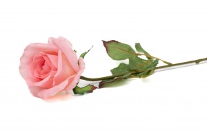 rose-artificielle-42