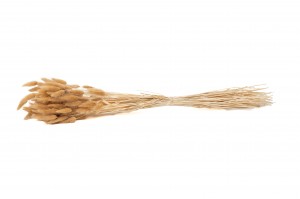 dried-lagurus-11.