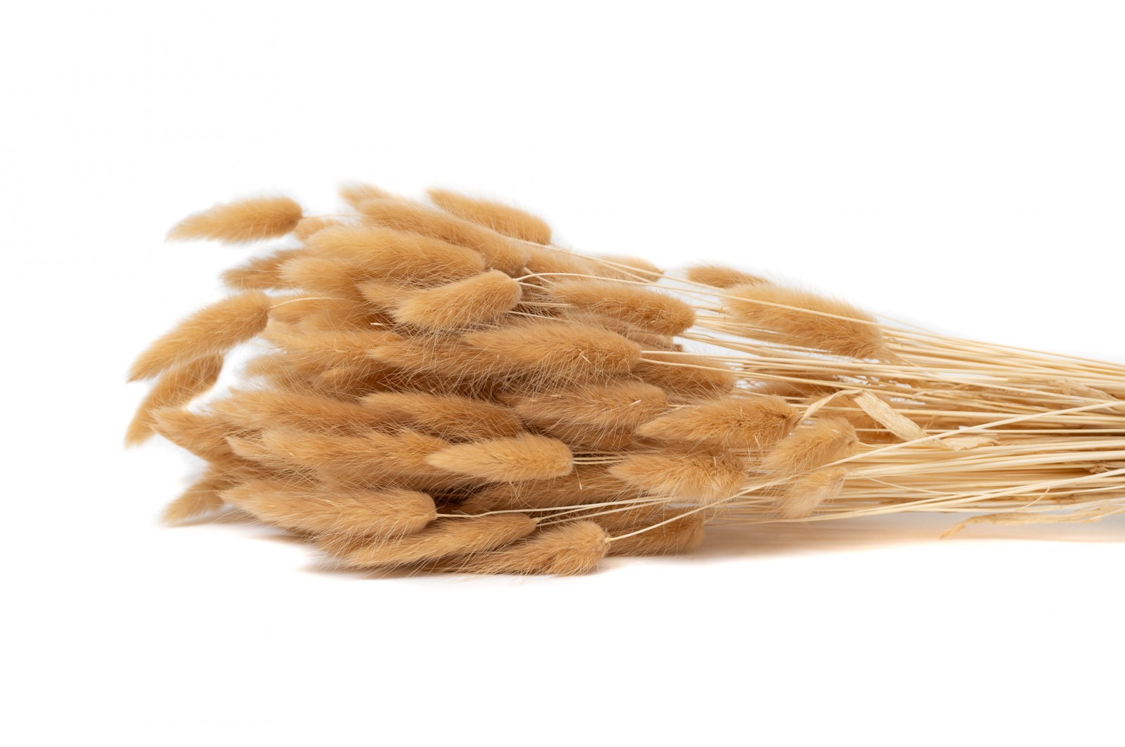 Dried Lagurus (11) dried-lagurus-11