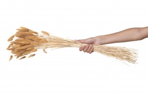 dried-lagurus-11.