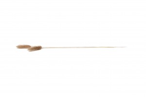 getrockenete-lagurus-11.