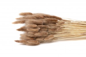 dried-lagurus-11