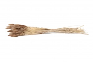 getrockenete-lagurus-11.