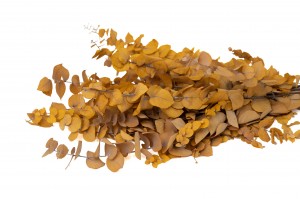 eucalyptus-stuartiana-stabilise-6.
