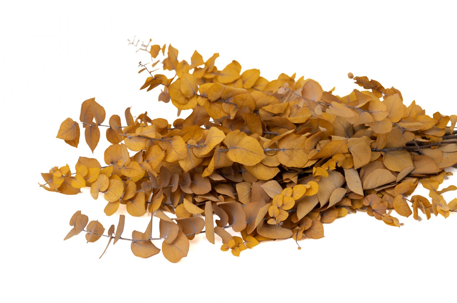 eucalyptus-stuartiana-stabilise-6