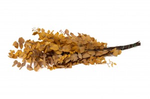 preserved-eucalyptus-stuartiana-6.