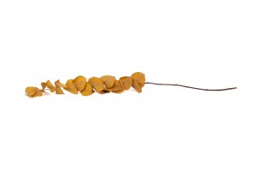 preserved-eucalyptus-stuartiana-6.