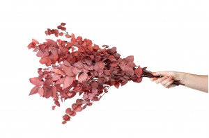 eucalyptus-stuartiana-stabilise-6.