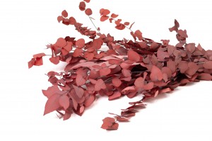 eucalyptus-stuartiana-stabilise-6.