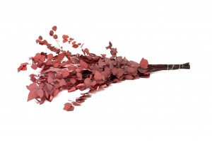 eucalyptus-stuartiana-stabilise-6.