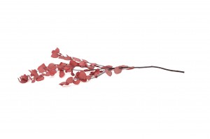 eucalyptus-stuartiana-stabilise-6.
