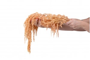 preserved-amaranthus-8.