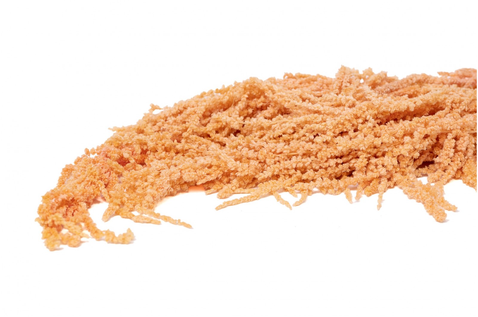 preserved-amaranthus-8