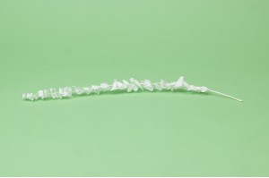 eucalyptus-baby-stabilise-19.