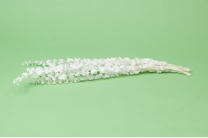 eucalyptus-baby-stabilise-19.