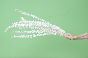stabilisierte-eukalyptus-baby-19.