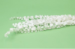 preserved-eucalyptus-baby-19