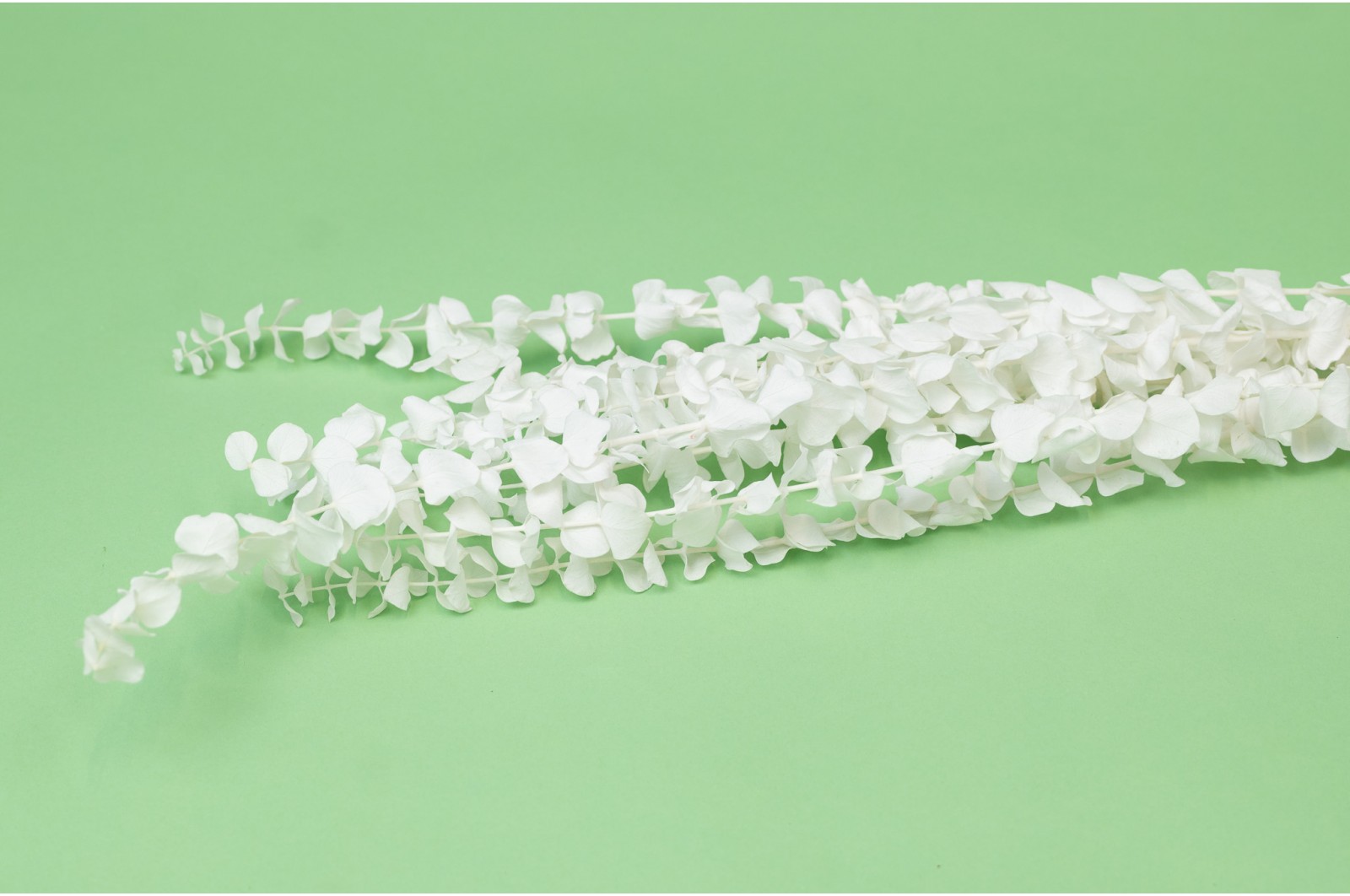 eucalyptus-baby-stabilise-19