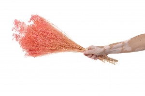 broom-bloom-sec-12.