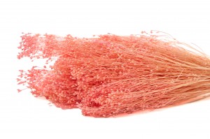 broom-bloom-sec-12.