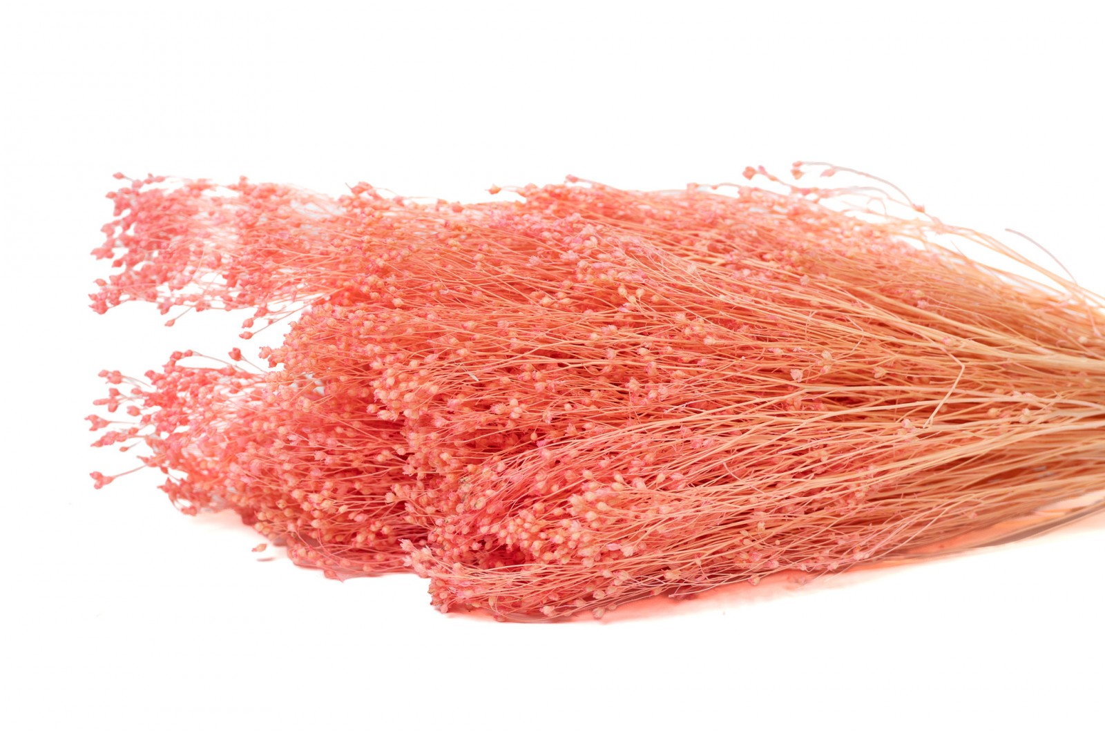 Broom bloom sec (12) broom-bloom-sec-12