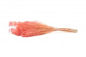 broom-bloom-sec-12.
