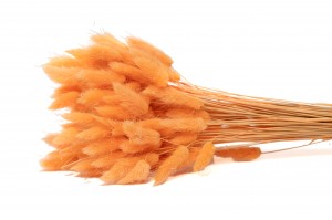 getrockenete-lagurus-12.