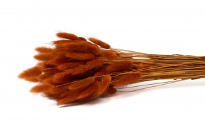 getrockenete-lagurus-12.