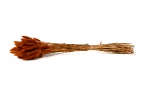 getrockenete-lagurus-12.