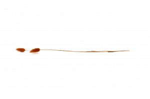 getrockenete-lagurus-12.
