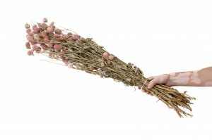 gomphrena-sec-12.