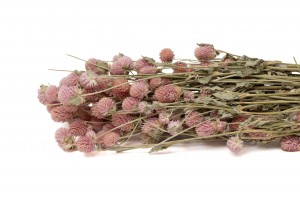 gomphrena-sec-12.