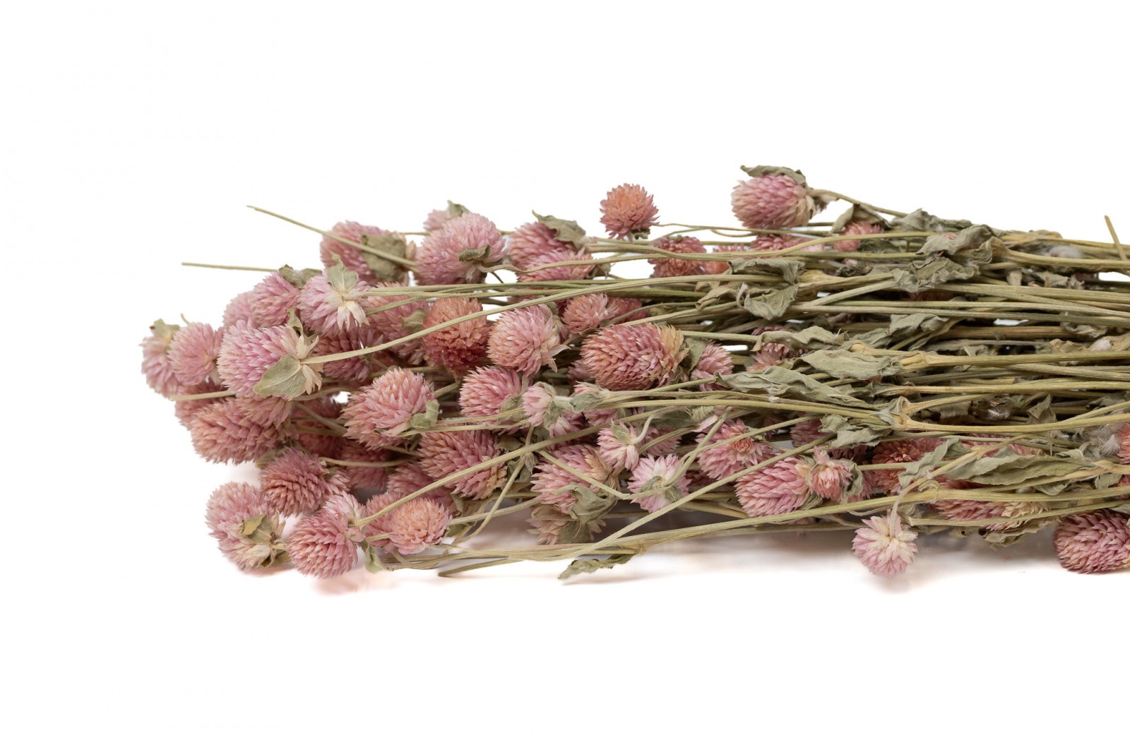 Gomphrena sec (12)* gomphrena-sec-12